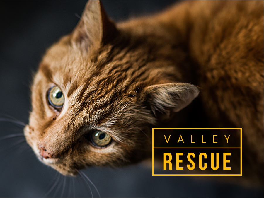 Valley Rescue landing